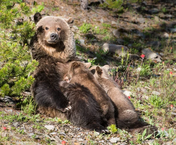 Medvěd Grizzly Divočině — Stock fotografie