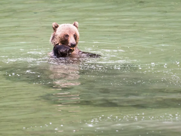 Ursos Pardos Natureza — Fotografia de Stock