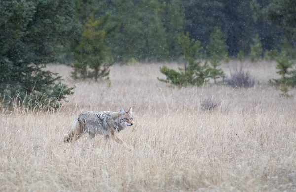 Coyote Dans Nature — Photo