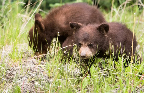 Urso Negro Natureza — Fotografia de Stock