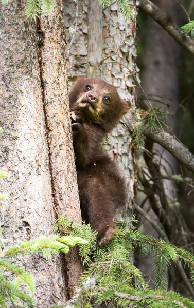 Família Urso Preto Natureza — Fotografia de Stock