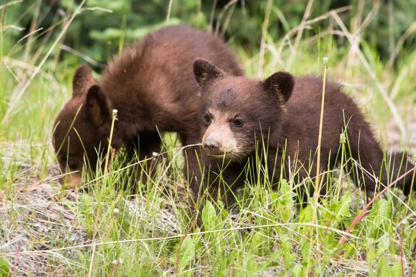 Ours Noir Dans Nature — Photo