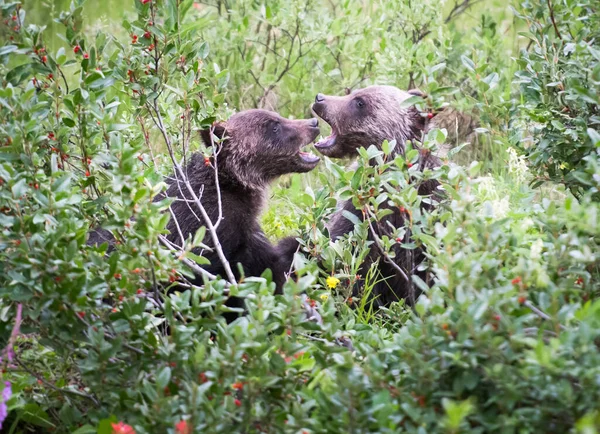 Niedźwiedzie Grizzly Dziczy — Zdjęcie stockowe