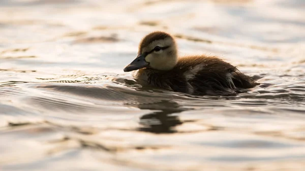 Canard Colvert Dans Nature — Photo