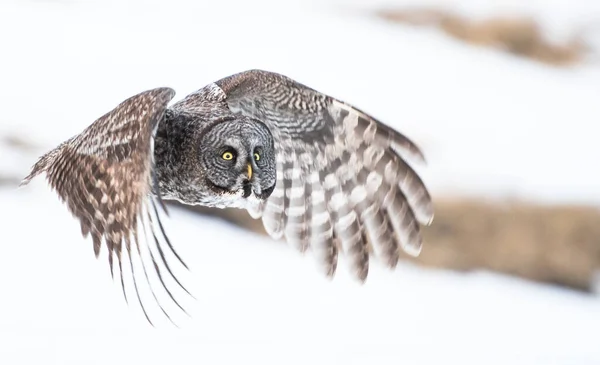 Grand Hibou Gris Dans Nature Sauvage Alberta Canada — Photo