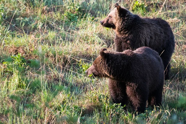 Grizzlis Dans Nature — Photo