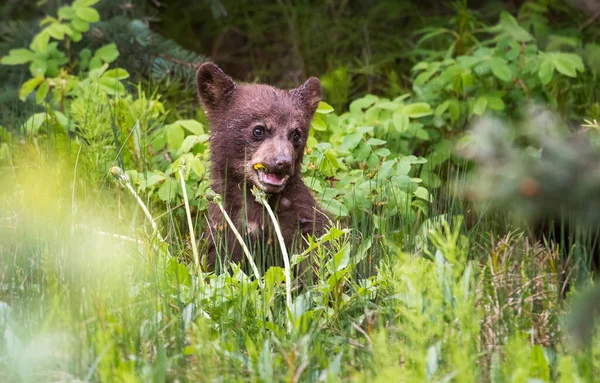 野生的黑熊 — 图库照片