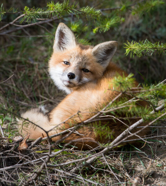 scenic view of beautiful red fox at park