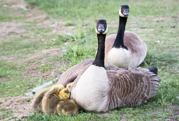 Kanada Gans Freier Wildbahn — Stockfoto