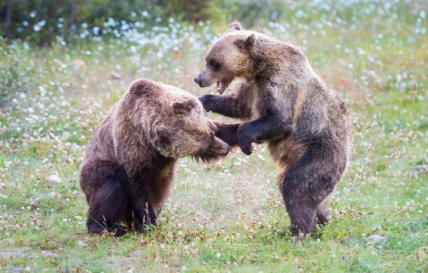 Grizzlyberen Het Wild — Stockfoto