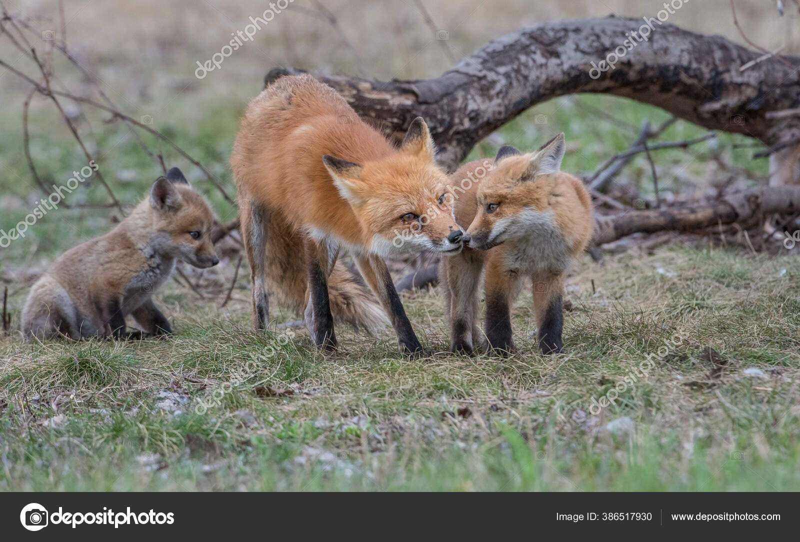 Cute Red Foxes Together Captured Park Stock Photo by ©jill@ghostbear ...