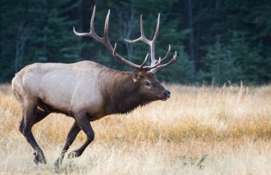 Rut sırasında Boğa Geyiği