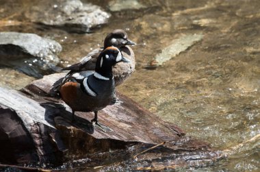 Palyaço ördekleri vahşi doğada