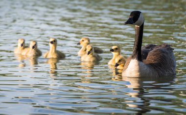 Kanada kaz ailesi vahşi doğada