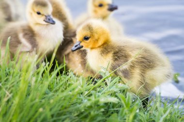 Kanada kazı doğada