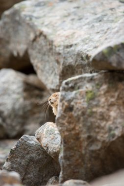Kananaskis, Alberta, Kanada 'da nesli tükenmekte olan pika