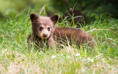 Kara ayı vahşi doğada