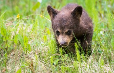 Kara ayı vahşi doğada