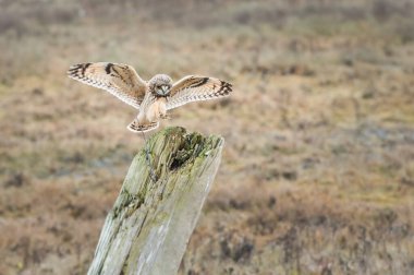 Vahşi doğada kısa kulaklı baykuş