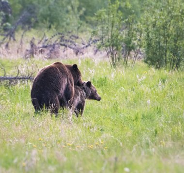 Vahşi doğada boz ayı