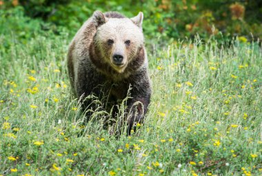 Vahşi doğada boz ayı