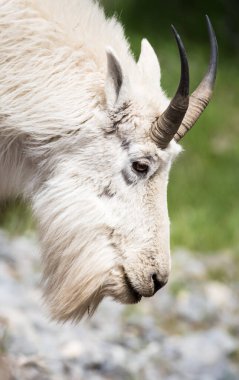 Dağ Keçisi vahşi, ulusal park, Jasper, Kanada