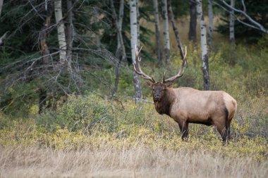 Vahşi doğada boğa geyiği