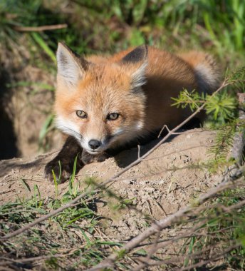 Parktaki güzel kızıl tilki manzarası