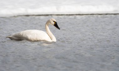 Vahşi doğada kuğu