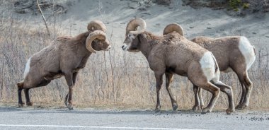 Tekdüzelik sırasında kocaboynuzlu koçlar