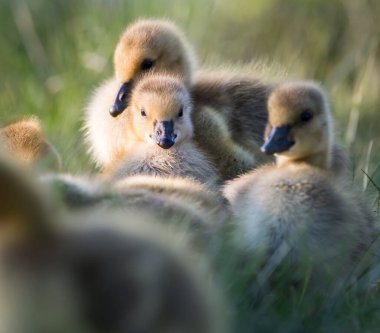 Kanada kaz ailesi vahşi doğada