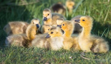 Kanada kaz ailesi vahşi doğada