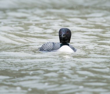 Kanadalı deli doğada