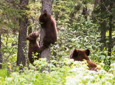 Vahşi doğada kara ayılar