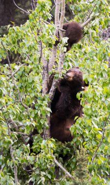 Kara ayı vahşi doğada