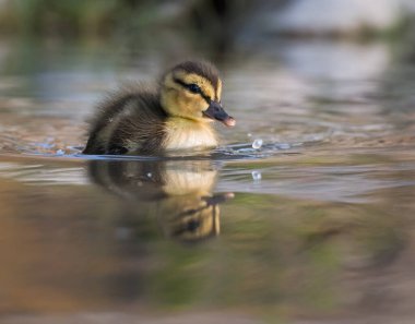 Yaban ördeği doğada