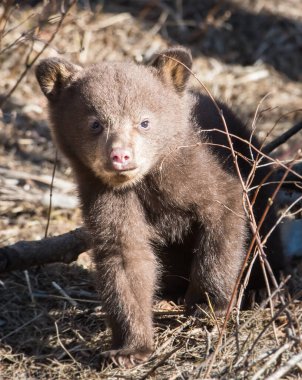 Kara ayı vahşi doğada