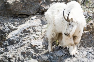Dağ Keçisi vahşi, ulusal park, Jasper, Kanada