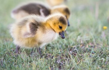Kanada kazları vahşi doğada