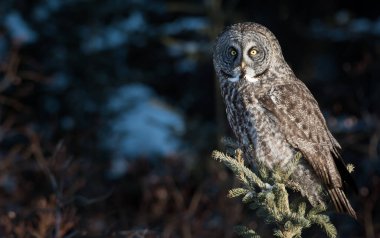 Büyük gri baykuş vahşi doğada, alberta, Kanada