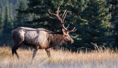 Vahşi doğada boğa geyiği