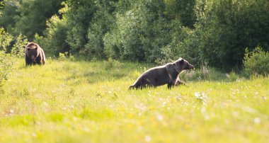 Vahşi doğada boz ayı