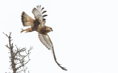 Kaba bacaklı Şahinin vahşi doğadaki manzarası
