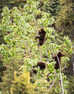 Kara ayı vahşi doğada