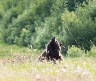 Vahşi doğada boz ayı