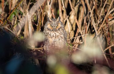 Uzun kulaklı baykuş vahşi doğada 