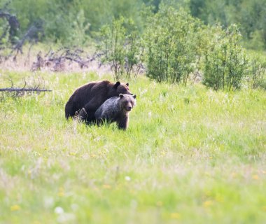 Vahşi doğada boz ayı