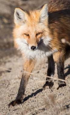 Vahşi doğada çimlerin üzerinde sevimli kızıl tilkiler