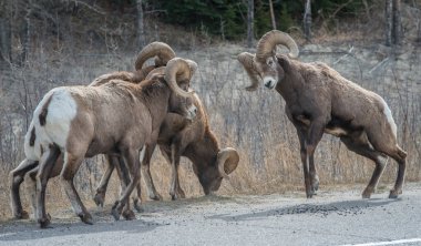 Tekdüzelik sırasında kocaboynuzlu koçlar