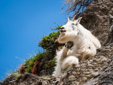 Dağ Keçisi vahşi, ulusal park, Jasper, Kanada